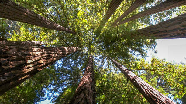 How Our Tree Care Process Works  in  Coronado, CA