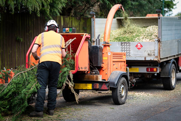 Best Firewood Processing and Delivery  in Coronado, CA