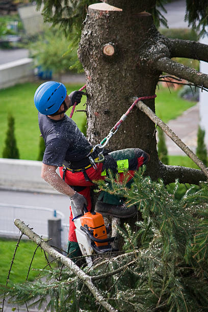 Best Seasonal Cleanup (Spring/Fall)  in Coronado, CA