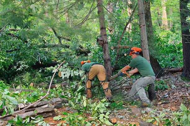 Best Lot and Land Clearing  in Coronado, CA